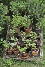 Im Naturgarten von Leonie Geigle