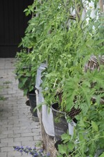 Im Garten von Lonie Geigle