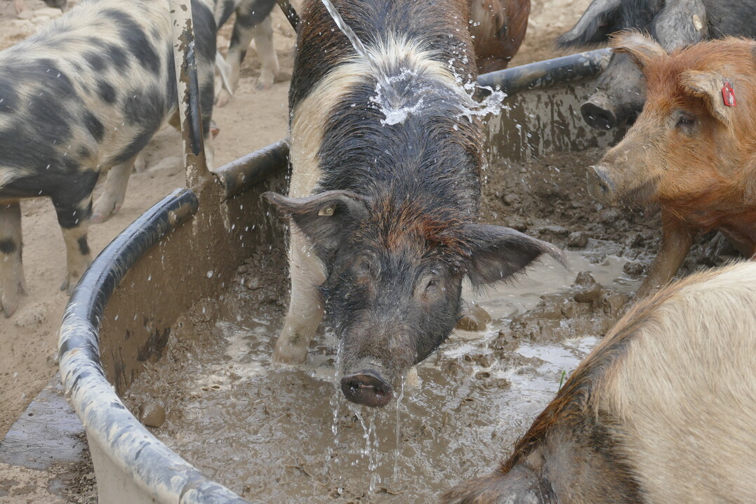 In einer großen Suhlwanne gibt es an heißen Tagen Abkühlung für die Schweine.