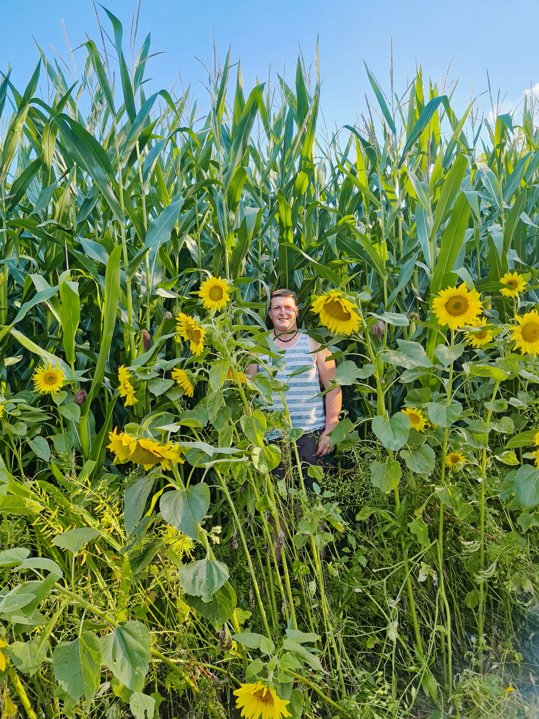 Axel Eberhard hat Bl�hstreifen rund um seine Maisfelder angelegt.
