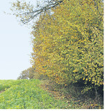 Hecken können als Landschaftselement beim Greening angerechnet werden.