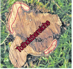 Der 40 Jahre alte Riesling-Rebstamm hat nur noch sehr wenige aktive Leitungsbahnen. 