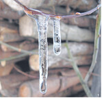 Eis schützt Knospen.