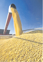 Für die Preise kurzfristig zu beschaffender Ölsaaten aus Übersee spielen die Transportbedingungen eine wesentliche Rolle.