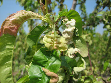 Die Kräuselkrankheit sorgt bei Pfirsichen für erhebliche Schäden. Die Sorten sind unterschiedlich empfindlich. Außerdem spielt die Witterung ausgangs Winter für den Befall eine Rolle.