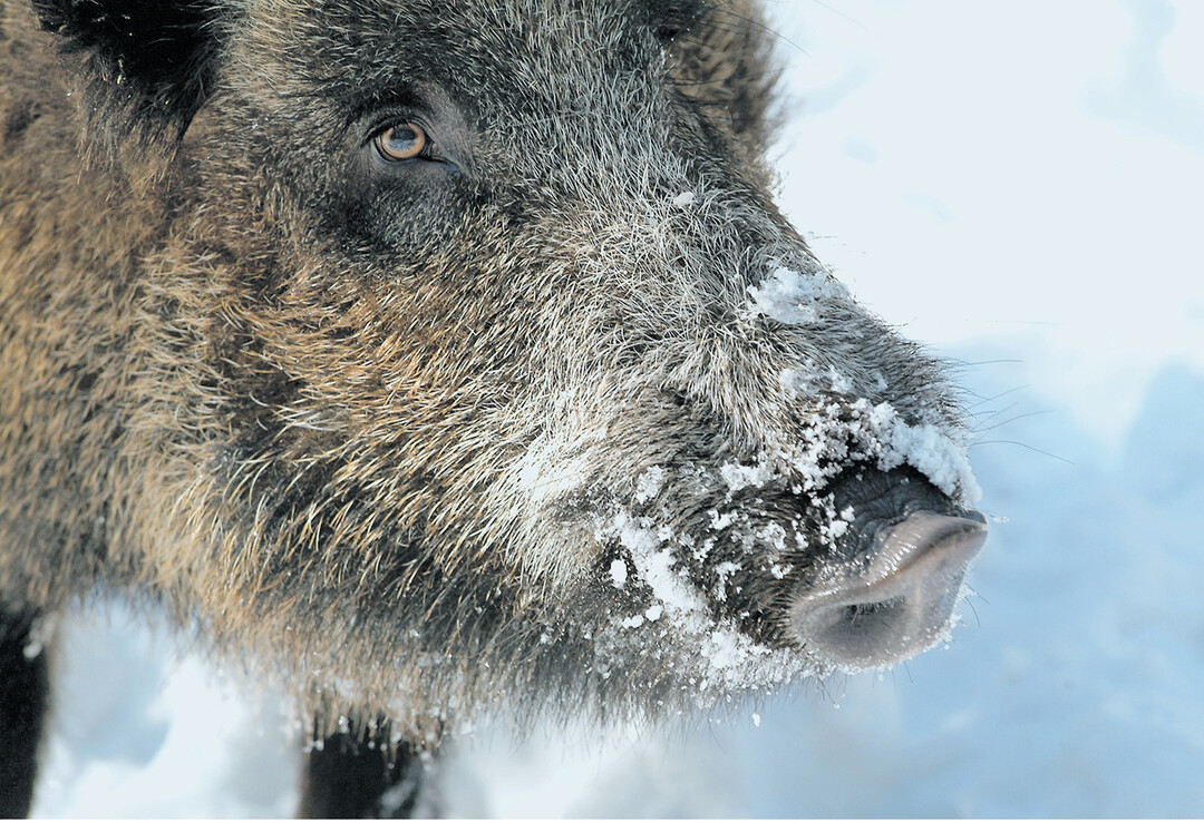 In der Diskussion über das neue Jagd- und Wildtiermanagementgesetz spielt die Wildschadensregulierung eine wichtige Rolle.