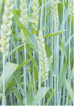 Die Qualität der Sommerweizensorten war 2015 insgesamt zufriedenstellend.