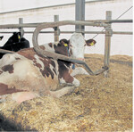 Stroh-Mist- und Stroh-Kalk-Matratzen kommen auf den Betrieben am häufigsten zum Einsatz.