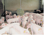 An Heu- und Strohkörben können sich die Schweine beschäftigen. Das vertreibt aufkommende Langeweile.