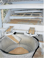 Für die Reinigung, Sortierung und Absackung von Leinsamen wird veraltete Technik eingesetzt, die jedoch noch gut funktioniert.