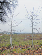 Der ideale Baumaufbau in Form einer schlanken Spindel: rechts der Baum vor dem Schnitt, links geschnitten. Wer nach diesem Muster vorgeht, kann viel Arbeitszeit einsparen.