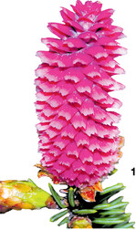 Die weiblichen Blüten der Fichte benötigen ein ganzes Jahr bis zur Samenreife.