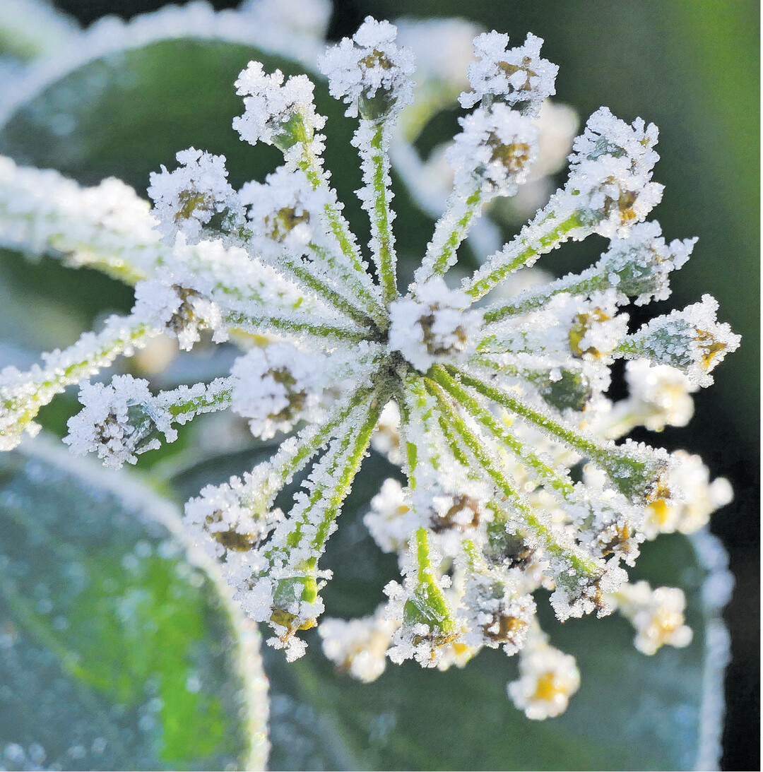 bild der woche Winterzauber: Fruchtstand von Efeu mit Eiskristallen gespickt. Wussten Sie, dass Efeu zweierlei Blätter ausbildet? In jungen Jahren sind die gestielten Blätter typisch fünflappig. Kommt der Efeu in späteren Jahren zur Blüte, erscheinen die neuen Blätter eiförmig bis rhombisch und sind nicht mehr typisch fünflappig.