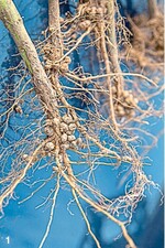 Durch eine Symbiose mit Bakterien in ihren Wurzelknöllchen können Ackerbohnen atmosphärischen Stickstoff nutzen.