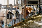 Laut einem Bewertungsrahmen des Kuratoriums für Technik und Bauwesen in der Landwirtschaft (KTBL) schränken Anbindeställe ohne Weidegang das natürliche Verhalten von Kühen stark ein. Der Europarat empfiehlt Betrieben, die Tiere im Sommer so oft wie möglich auszutreiben.