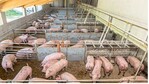 Zahlreiche Schweinehalter haben in den vergangenen Jahren in Ställe mit mehr Tierwohl investiert. Davon erhoffen sich die Tierhalter höhere Auszahlungspreise für ihre Tiere