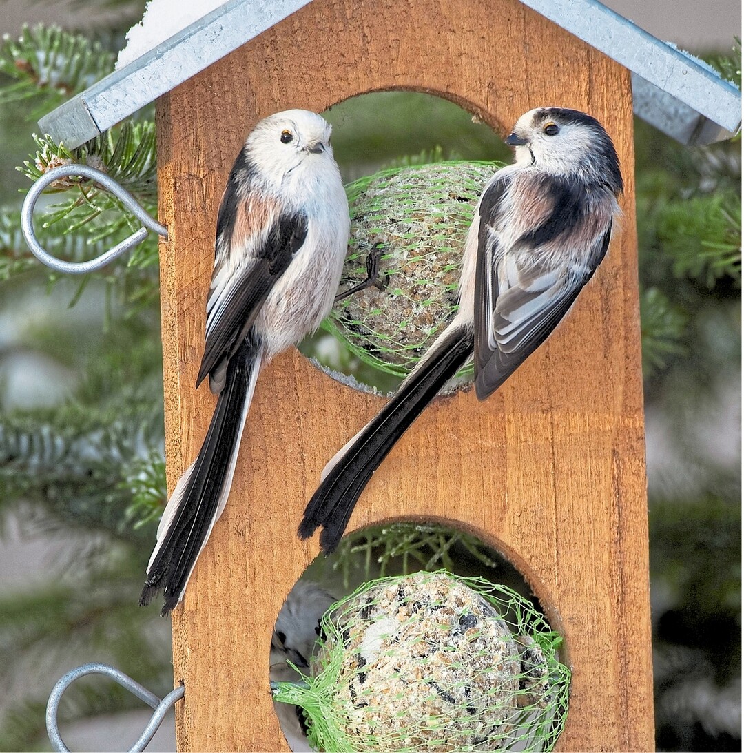 Die bundesweite Aktion Stunde der Wintervögel", zur Beobachtung und Zählung der gefiederten Gäste, läuft vom 5. bis 7. Januar. Diese Schwanzmeisen kommen gerne am Dorf- oder Stadtrand auch an die Futterstellen. Informationen zur Vogelzählung unter www.nabu.de.