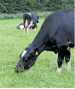 Schmackhaftes Gras mit guten Inhaltsstoffen verbessert die Futteraufnahme und die Grundfutterleistung.
