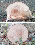 Dieser Baum weist auf der Stirnseite eine nicht verkaufsfähige Fäule auf, die nicht in die Güteklasse D gehört. Durch das Gesundsägen gelangt der Stamm in die Güteklasse D.