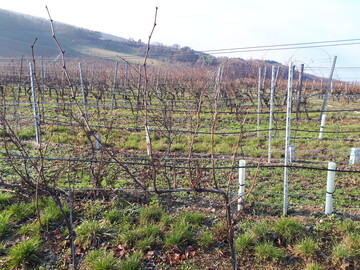 Neben dem Rebschnitt stehen nun auch noch andere Aufgaben an.