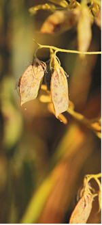 Linsen benötigen 100 bis 140 Tage bis zur Ernte. Reif sind sie, wenn sich die untersten Schoten braun färben.