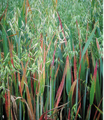 Haferröte wird durch Gelbverzwergungsviren verursacht, die durch Blattläuse übertragen werden.