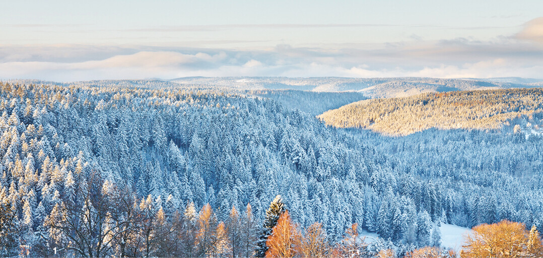 So viele Tannen? Tatsächlich wachsen im Schwarzwald inzwischen vorwiegend Fichten.