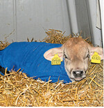 Eine zusätzliche Decke und dicke, trockene Einstreu schützen Kälber vor frostigen Temperaturen im Winter.