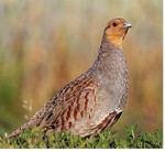 Rebhühner brauchen biedes: ein- und mehrjährige Vegetation.
