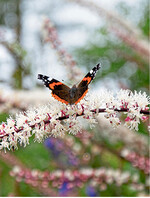 Der Rückgang der Insektenvielfalt ist nicht nur der Landwirtschaft anzulasten.