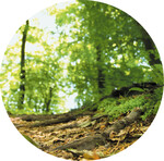 Foto: Inga Nielsen/Shutterstock.com