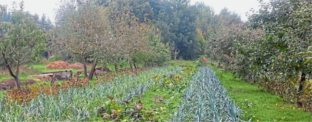 Agroforstwirtschaft gilt als nachhaltig. Die Bäume bringen vielfachen Nutzen, hier im Obst- und Gemüsebau.