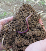 Der Nährhumus stellt die Nahrungsgrundlage für viele Bodenorganismen dar.