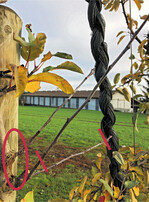 Die alten Risswunden (siehe Kreis) zeigen keinen Neuaustrieb. Durch den Schnitt auf Zapfen entsteht neues Fruchtholz.