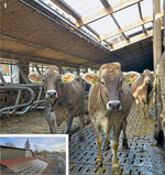 Die in das Dach eingebaute, moderne Öffnung erzeugt eine helle und freundliche Atmosphäre. Die Kühe können zwischen verschiedenen Klimabereichen wählen.