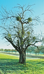 Im Winter, wenn die Apfelbäume ihr Laub verloren haben, wird der Befall durch die immergrünen Halbschmarotzer besonders augenfällig.
