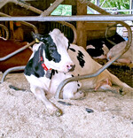 Am liebsten mögen es die Kühe, wenn die Liegeboxen genügend eingestreut und die Steuerungselemente richtig angeordnet sind.