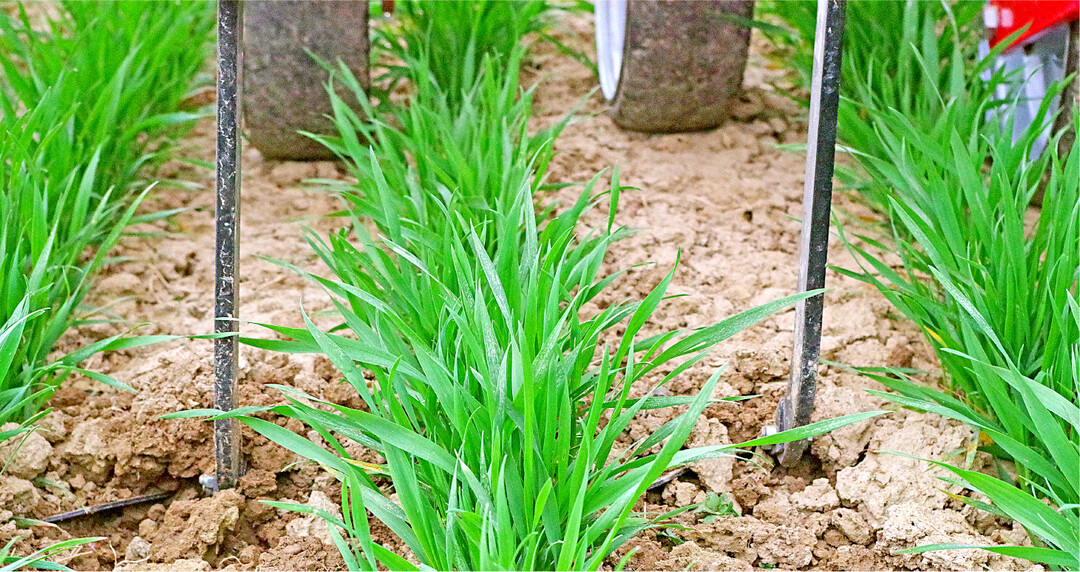Hacken aus dem Ökolandbau könnten eine sinnvolle Ergänzung im neuen, nachhaltigen mineral-ökologischen Landbau sein.