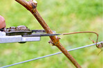 Nach dem Rebschnitt lassen sich die Wunden mit speziellen Pflanzenschutzmitteln vor Esca schützen.