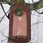 Bewohnter Nistkasten: Vögel erweisen sich als eifrige Helfer bei der Abwehr von schädlichen Insekten.