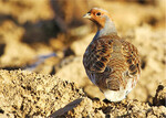 Mit dem rot-brauen Federkleid sind Rebhühner auf Ackerflächen perfekt getarnt.