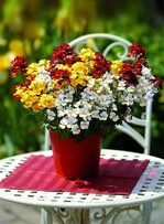 Verführerisch farbenfroh ist dieses Nemesien-Trio. Es wurde zur „Bayerischen Pflanze des Jahres 2012“ gewählt.