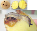Schneckenfraß: Links oben die Fraßstellen von außen, rechts oben die aufgeschnittene Knolle, unten der Schädling in Aktion.