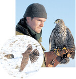 Der Habicht ist bei Falknern sehr beliebt. Aus der kurzen Distanz hat das Kaninchen keine Chance (kleines Bild).