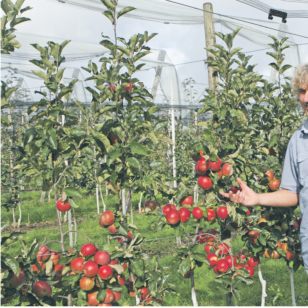 Dr. Ulrich Mayr vom Kompetenzzentrum Obstbau Bodensee in Bavendorf prüft neue Sorten auf ihre Standorteignung in der Bodenseeregion. Dabei müssen Neuheiten, die Eingang in die Praxis finden wollen, nicht nur im Anbau punkten, sondern auch den Verbraucher in Geschmackstests überzeugen. Und schließlich muss eine neue Sorte auch noch vom Handel akzeptiert werden. Da der Platz im Ladenregal knapp ist, sind die Einkäufer oft nur schwer zu überzeugen.