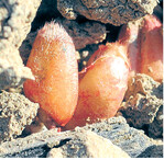 Bei Sommergetreidesaatgut ist der Beizmittelaufwand geringer.