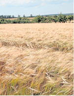 Die Qualität der Braugersten war im vergangenen Jahr gut.