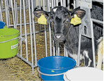 Den Schutz vor stallspezifischen Erregern bekommen neu geborene Kälber einzig und allein durch die Biestmilch ihrer Mütter.