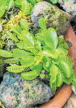 Die Venusfliegenfalle ist langsamwüchsig und erreicht erst nach etwa vier Jahren ihre Blühreife. Im Herbst wechselt sie in die Winterruhe.