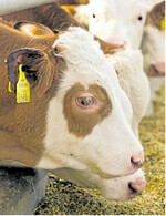 Der Rindfleischmarkt wird stark vom Milchmarkt bestimmt. Sinkt der Milchpreis, werden mehr Färsen und Jungbullen gemästet.